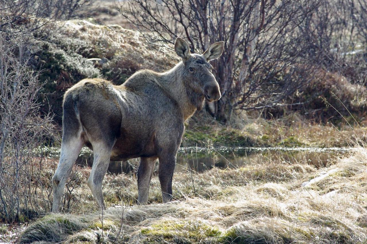 Myrland Prima Lofoten מראה חיצוני תמונה